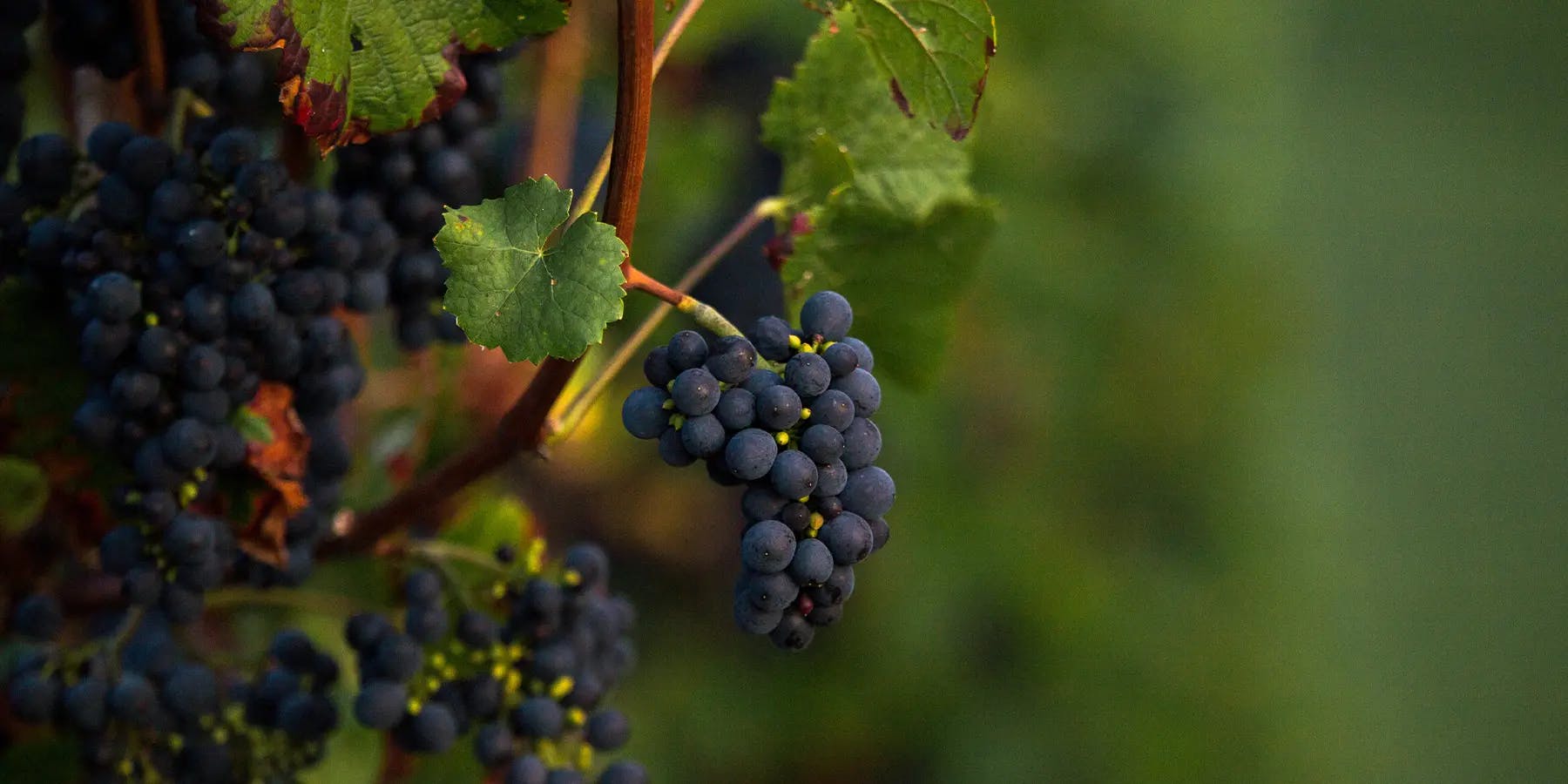 Bunch of pinot noir grapes